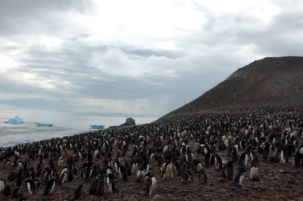 Many penguins standing in close proximity on a rocky island.