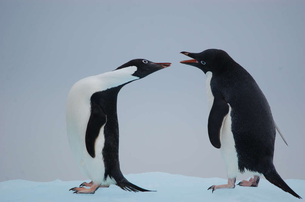 Two penguins facing each other with their beaks open.