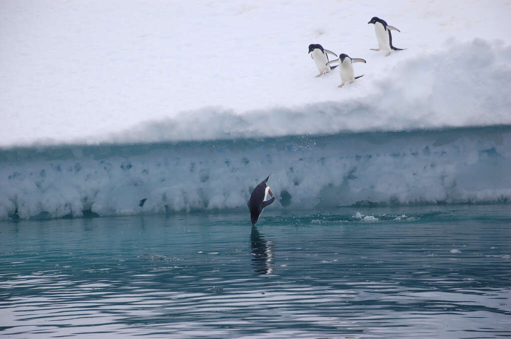 A penguin diving off an iceberg into the water with others watching.