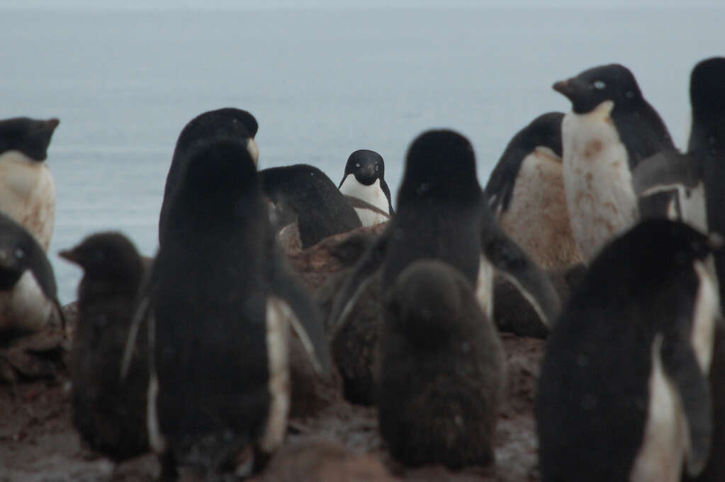 Many penguins out of focus in the foreground with a single focused penguin in the center staring directly into the camera.