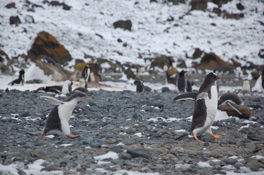 A penguin chick following behind an adult penguin. Many other penguins in the background.