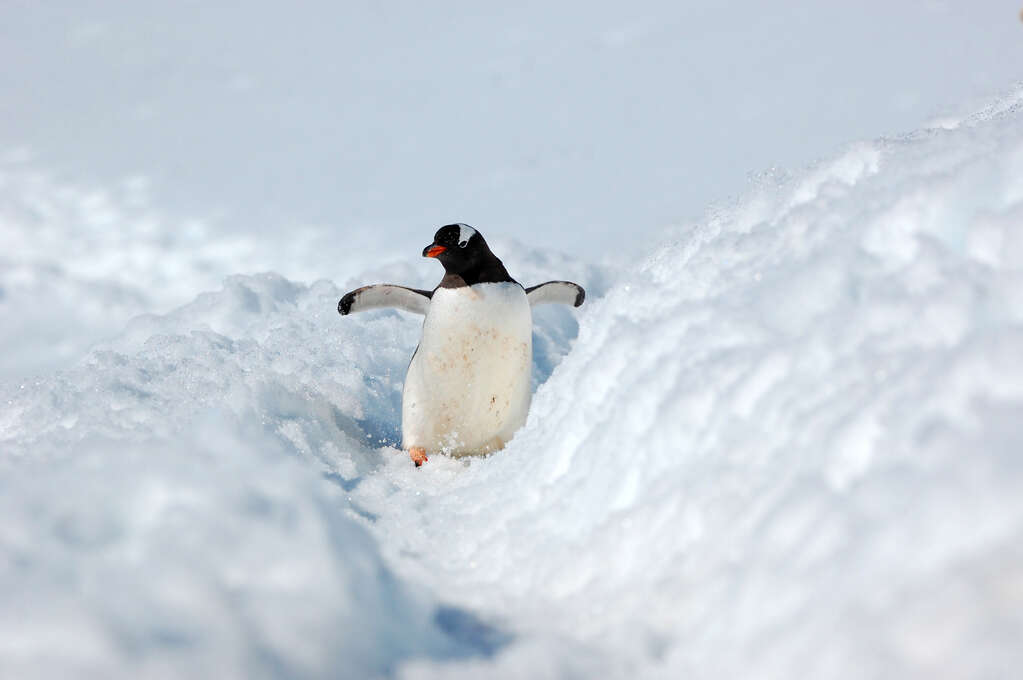 A penguin walking towards the camera down a narrow groove in the snow.