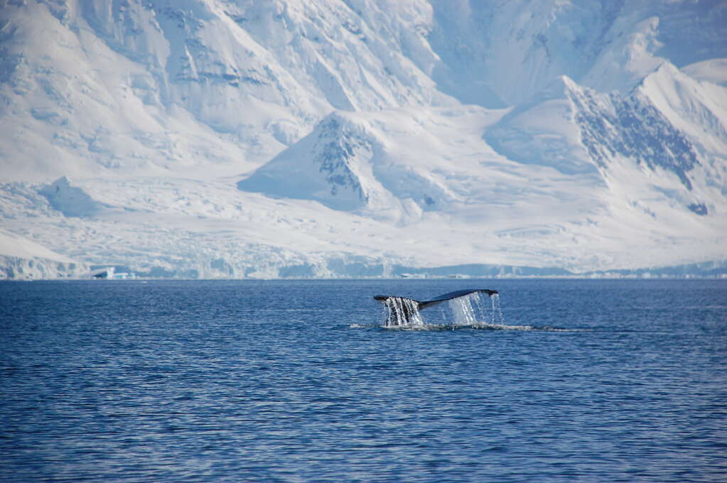 A humpback's tail dripping with water as it dives and mountains in the background.