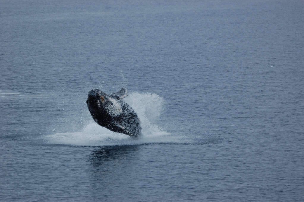 A humpback whale breaching out of the ocean.