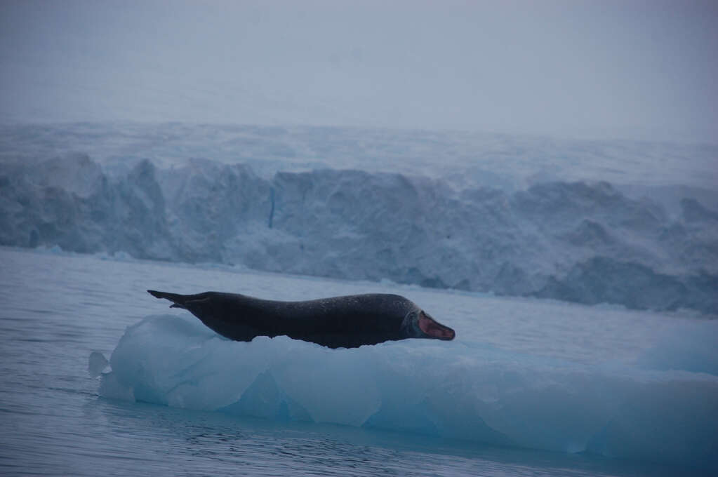 A yawning leopard seal lying on its side on an ice floe.