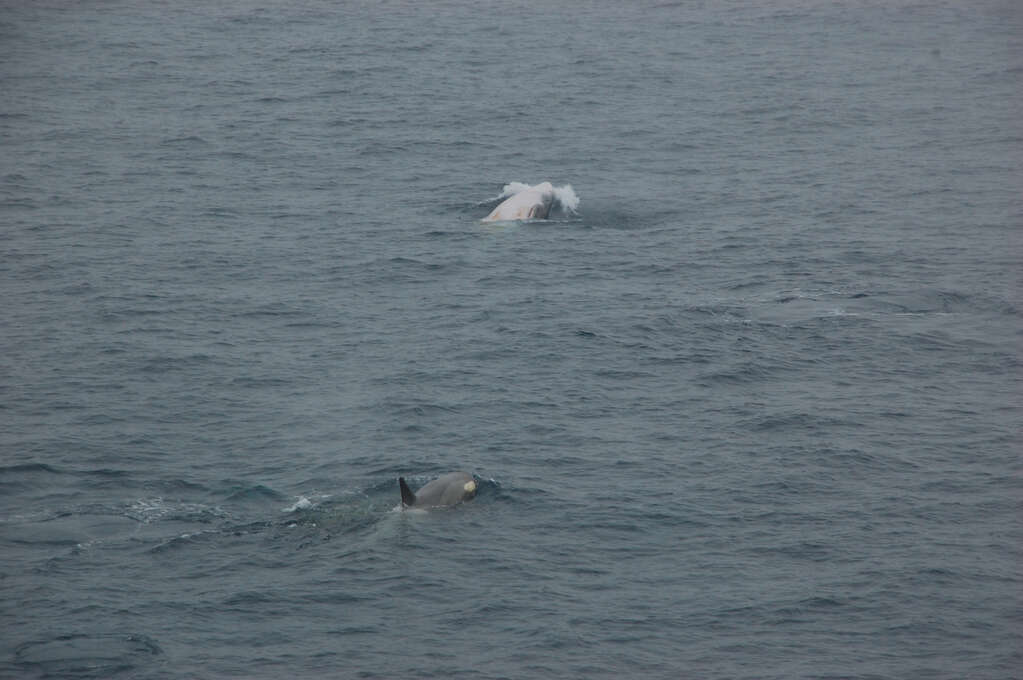 An orca swimming towards a Minke whale, both partially breaching the surface of the ocean.