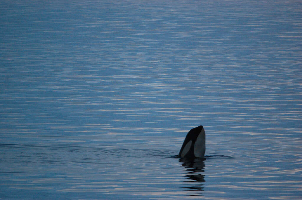 An orca head peeking out of the ocean.