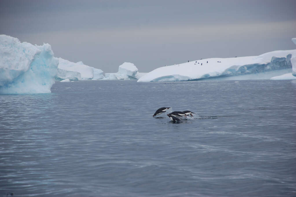 A group of penguins leaping out of the water and diving back in.