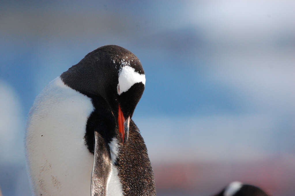 A penguin with its head tilted down against its wing.