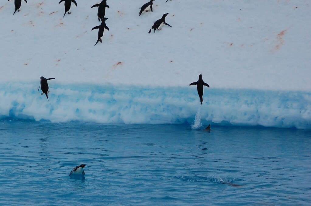 A penguin jumping up onto an iceberg from the ocean with a water jet trail behind it. Several other penguins are climbing up the iceberg as well.