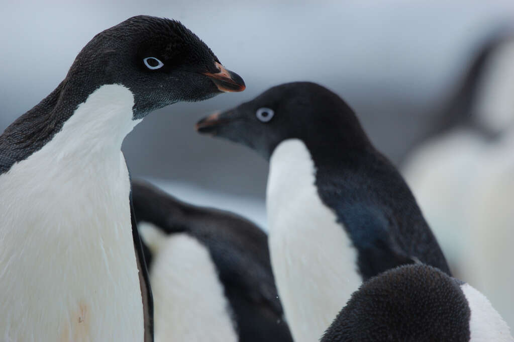 A penguin head and torso leaning in from the left with a few other penguins in a line down the center at increasing distances.