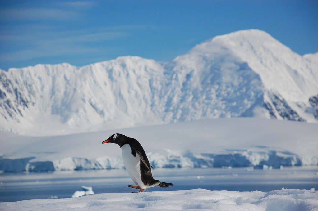 A penguin walking from right to left with mountains in the background.