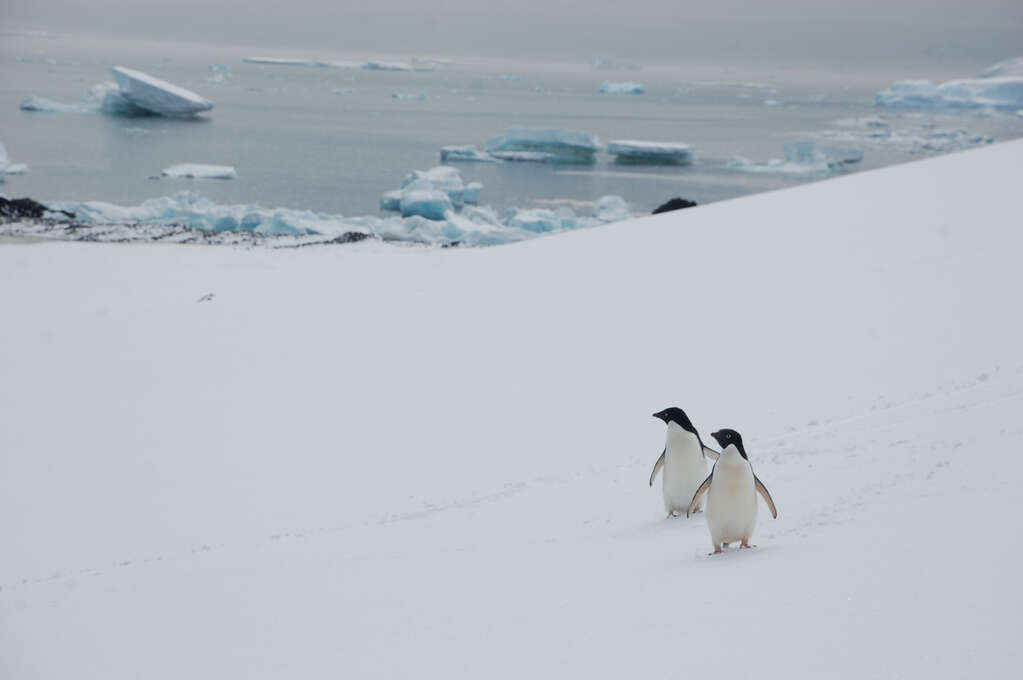 Two penguins on a hill looking to the side.