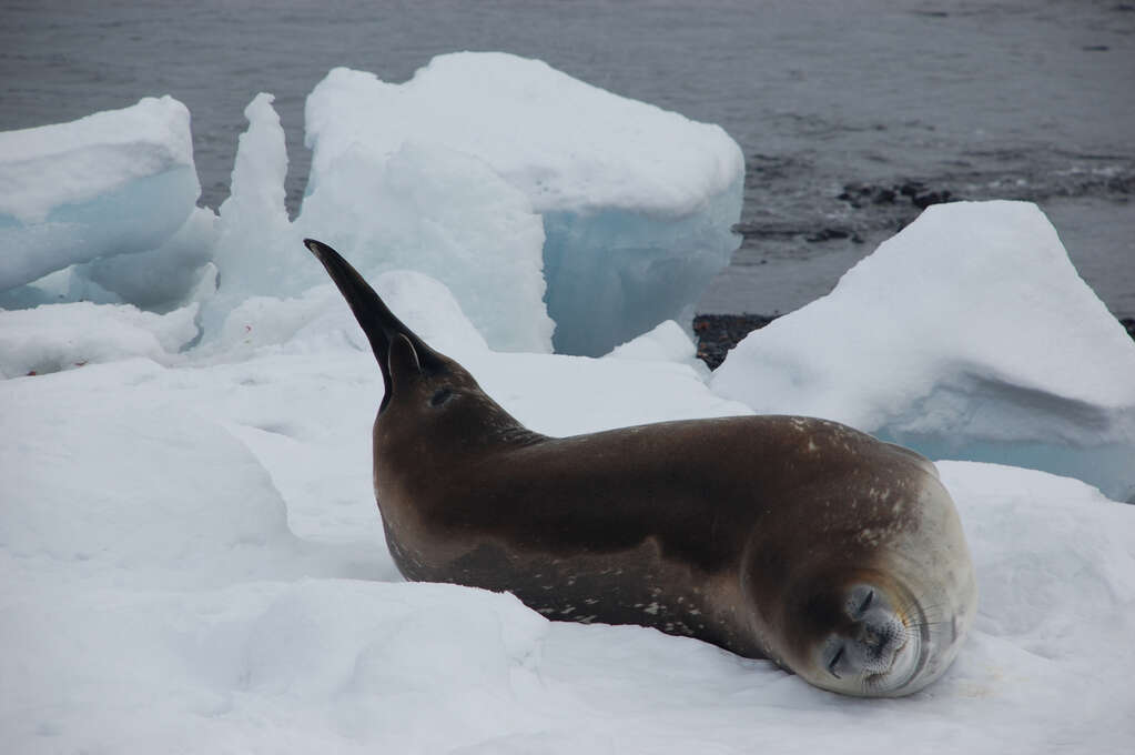 A Weddell seal lying on its side with its eyes closed.