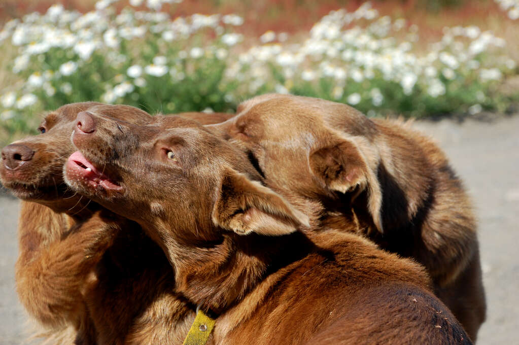 Three dogs with their heads together as they play.