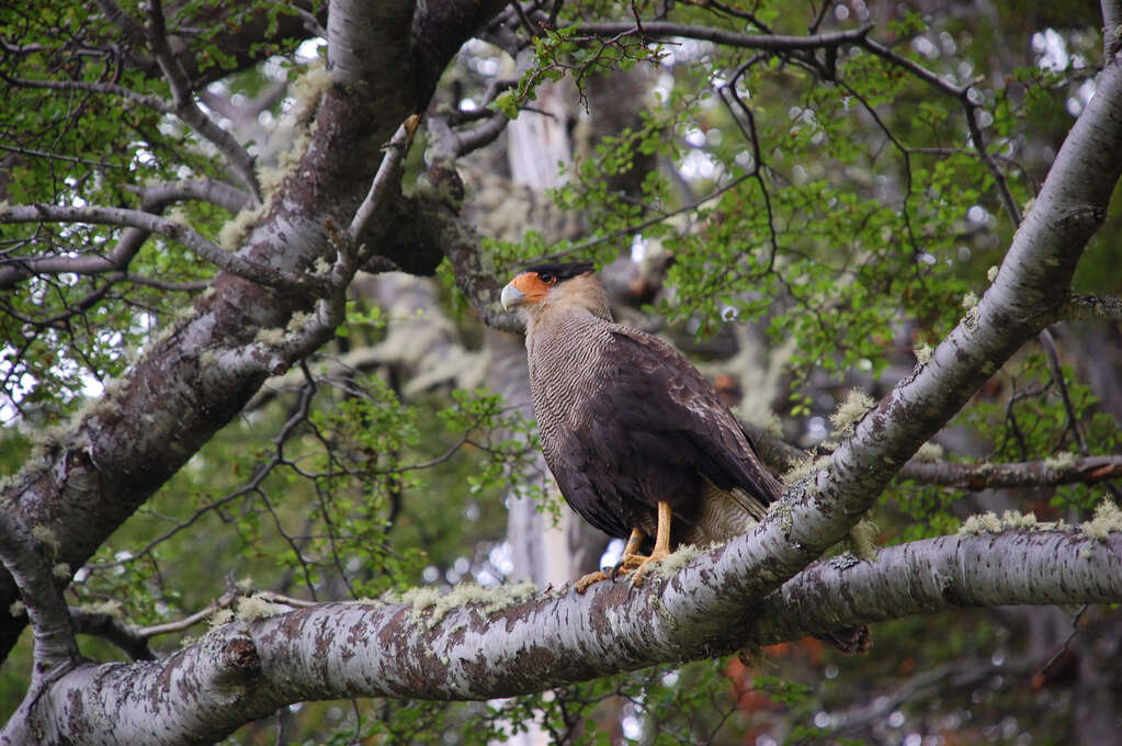 A bird, perhaps a hawk, sitting on a tree branch.