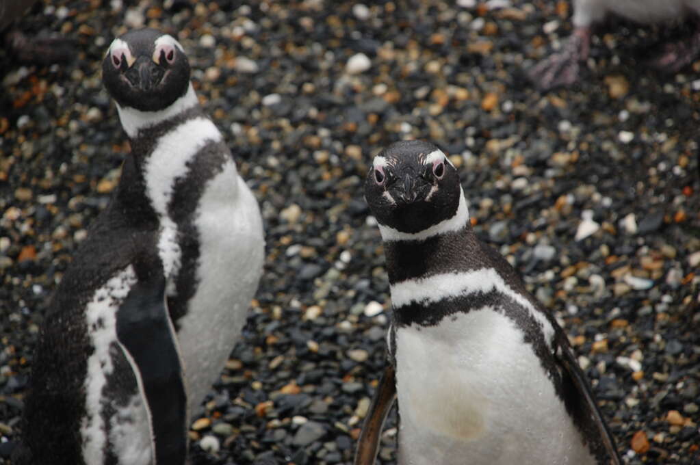 Two penguins looking questioningly at the camera.