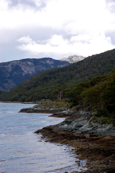 A shoreline with dense trees leading right up to the edge.