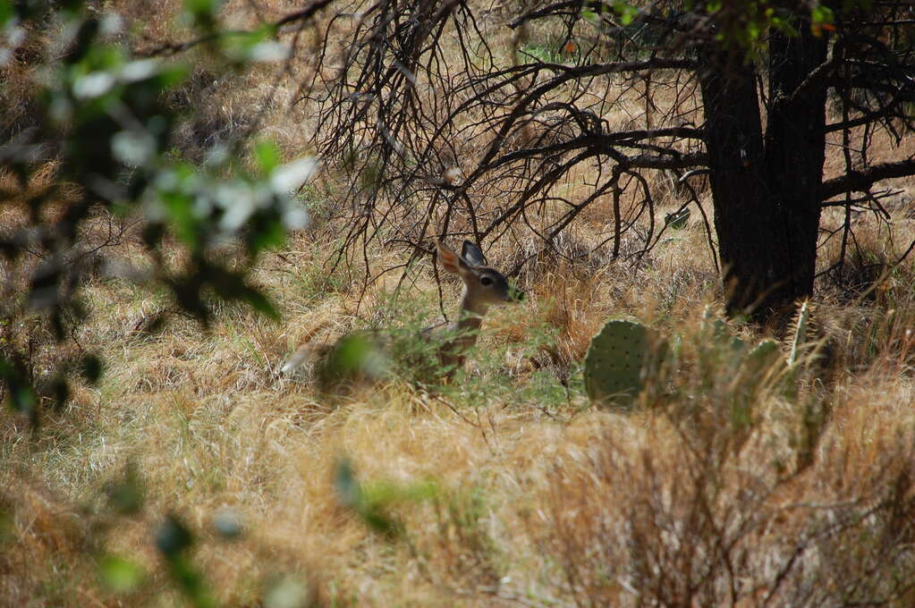 A deer standing among tall, dry grass.