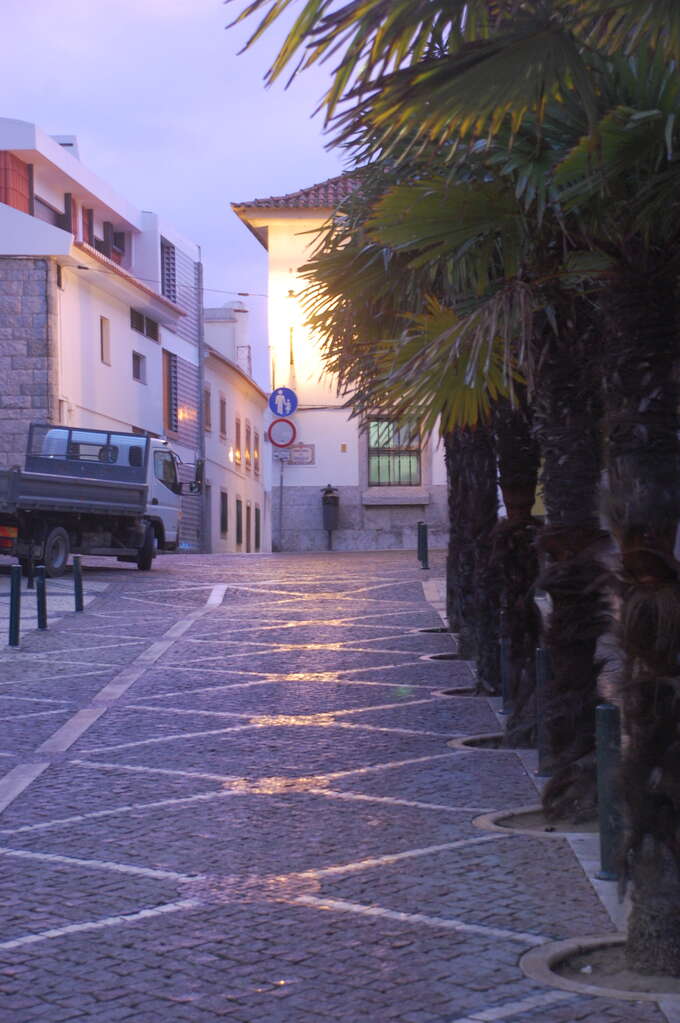 A narrow street, lined with trees, reflecting the sunrise.