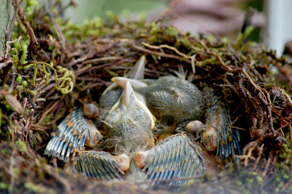 A close view of a nest with three baby birds inside.