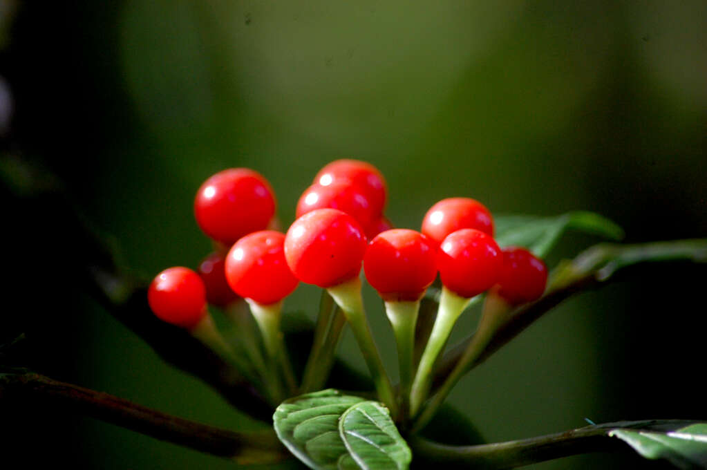 A close up of a cluster of bright red berries.