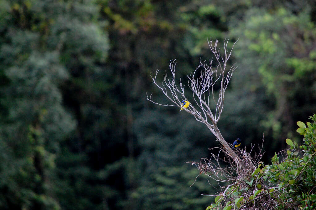 Two yellow and blue birds sitting on a tree.