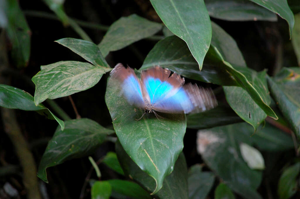 A blue butterfly sitting on a leaf with its wings blurred as they open.