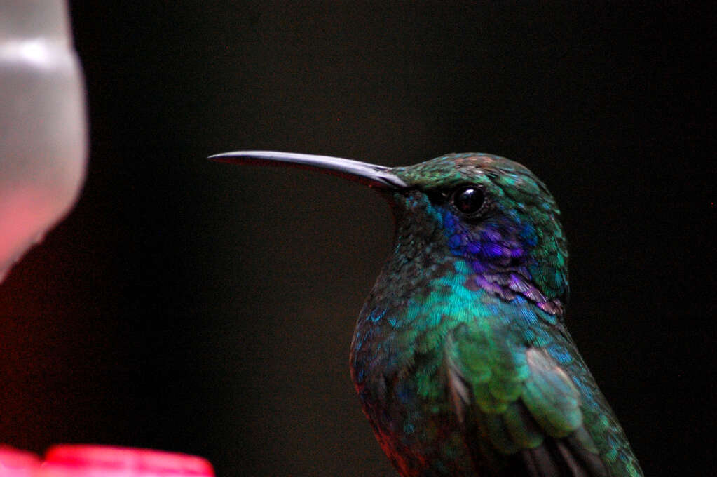 A close up of a hummingbird at a feeder with iridescent green, purple, and blue feathers.