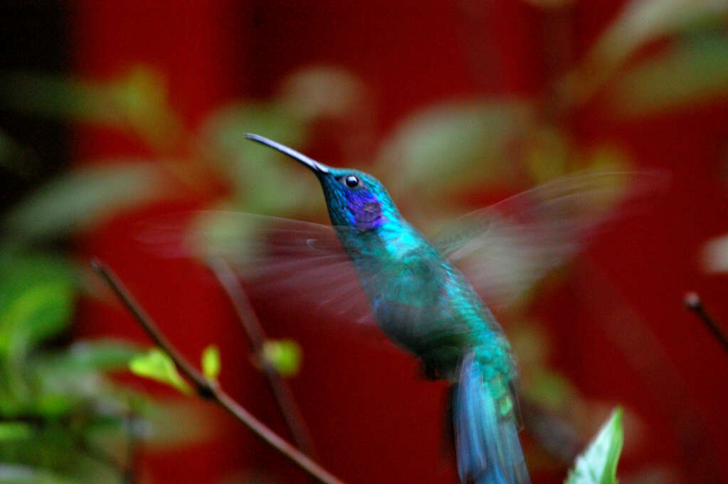 A blue hummingbird hovering with its wings blurred.