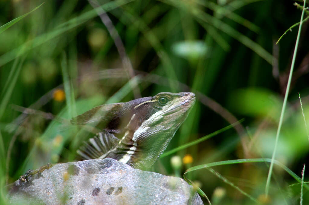 A brown lizard sitting on a rock.