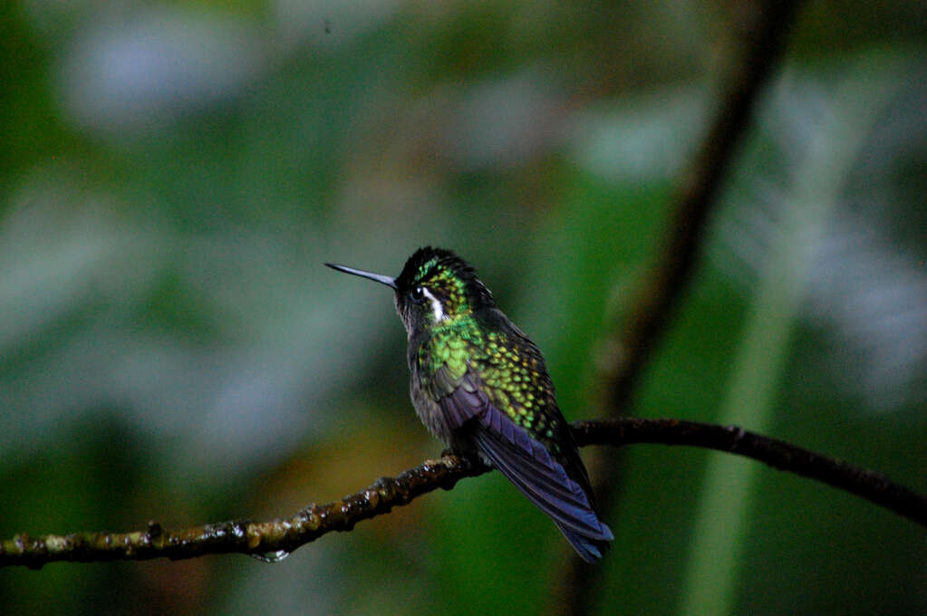 A bright green and black hummingbird sitting on a branch.