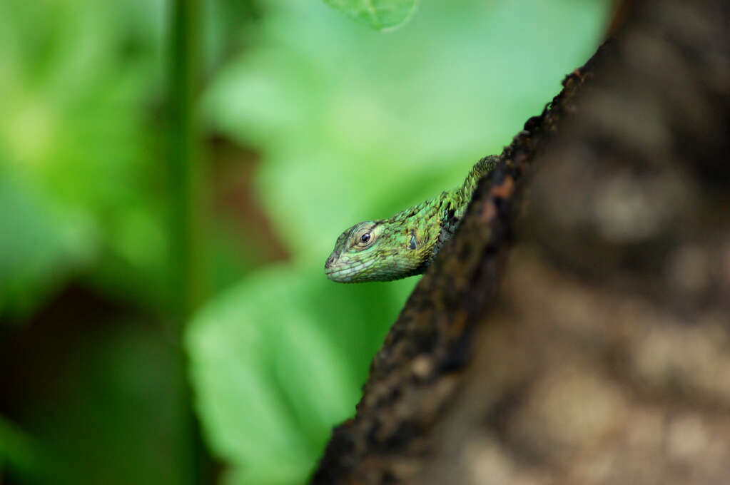 A close up of a green lizard peeking around a log.