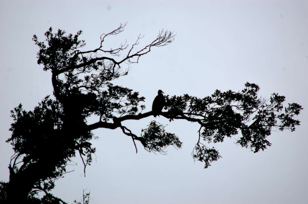 A silhouette of a tree with a large bird sitting on a horizontal branch.