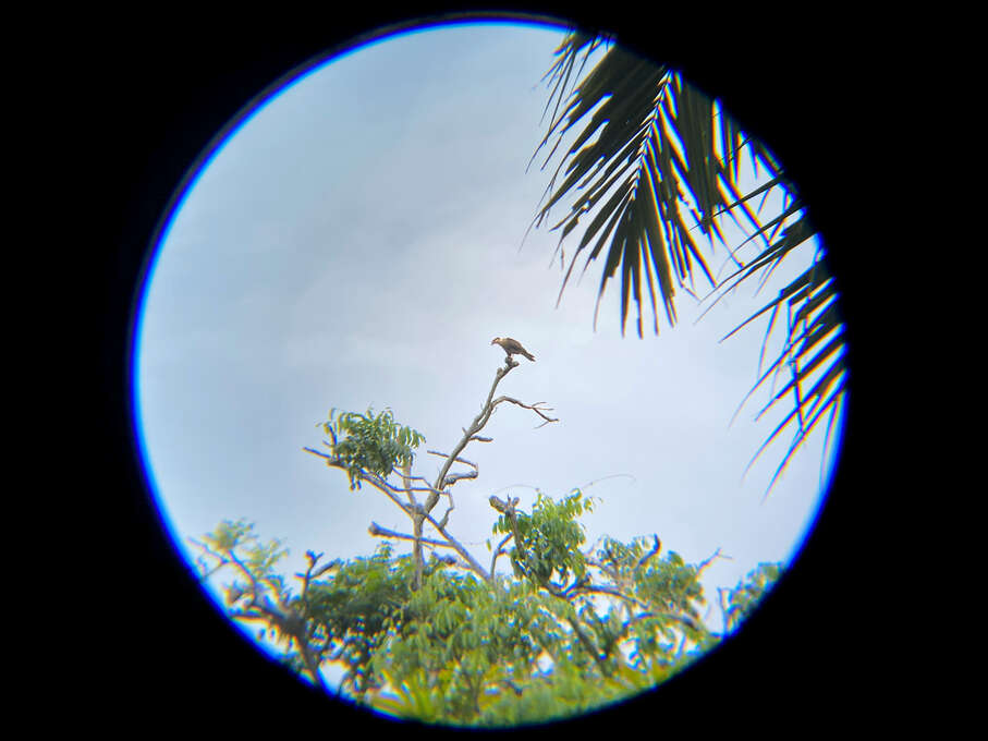 A hawk on top of a tree viewed through binoculars.