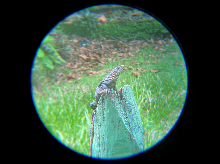 An iguana sitting on a post, viewed through binoculars.