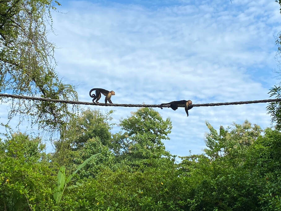 Two monkeys crossing a rope bridge between two trees. One is lying flat and the other is on all fours.