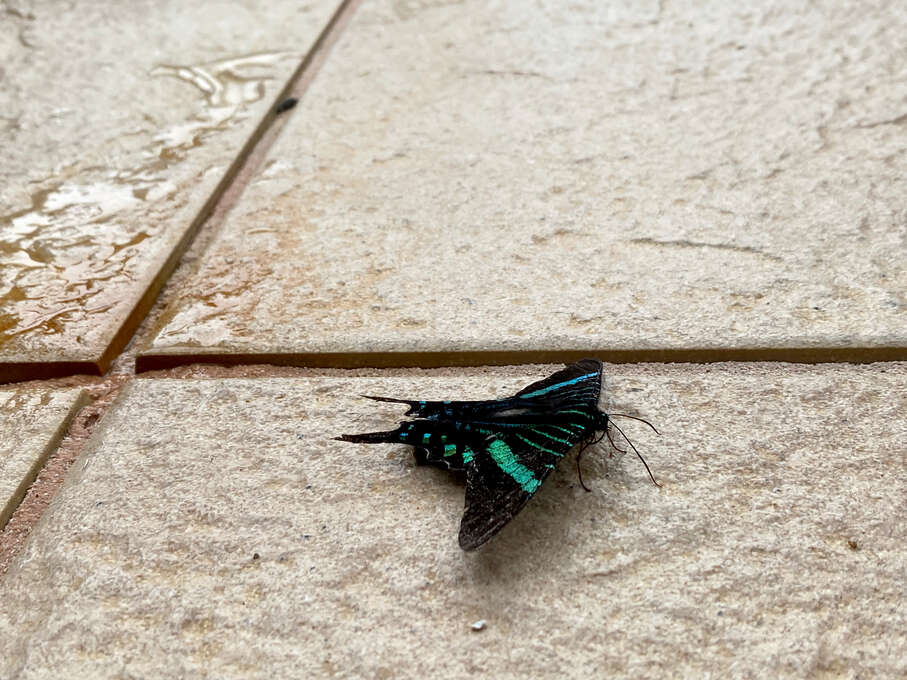 A black and green moth resting on a tile floor.