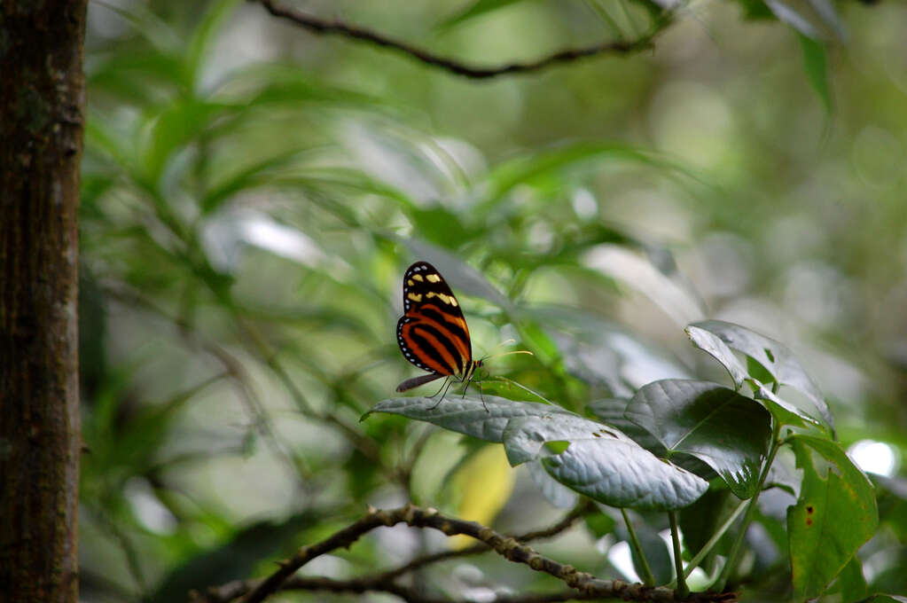 An orange and black butterfly sitting on a leaf.