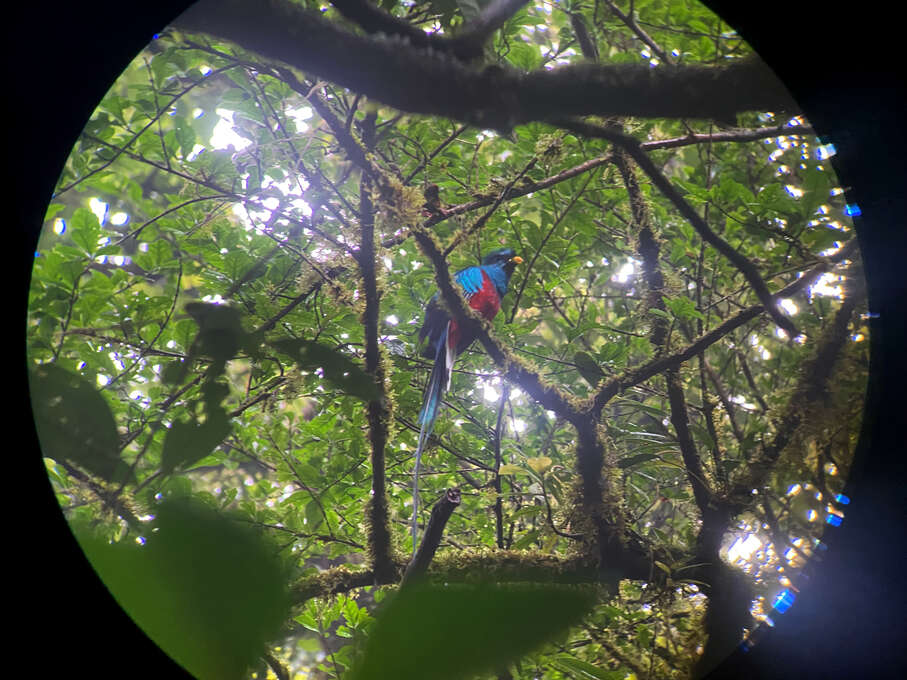 A blue and red bird sitting on a branch, viewed through binoculars.