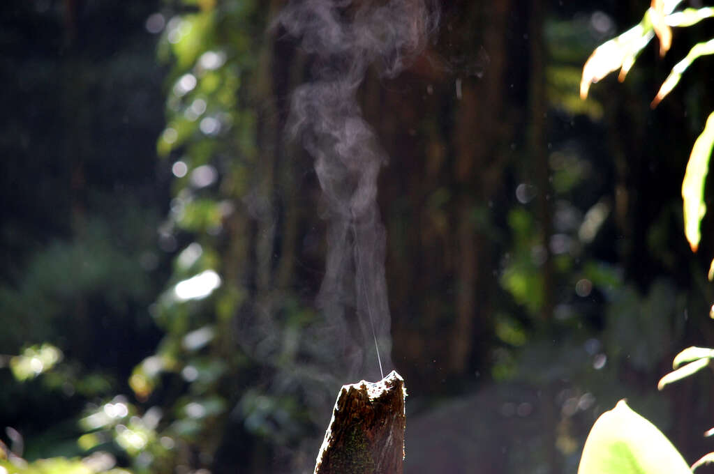 Steam rising from a tree trunk.