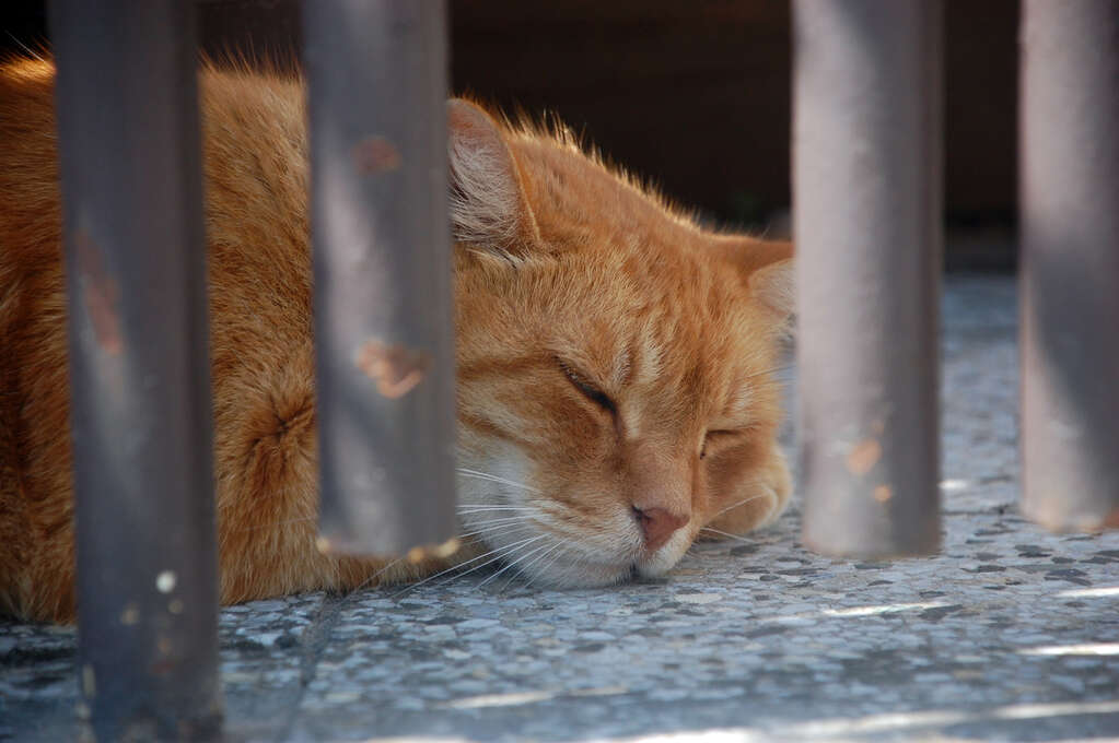 A close up view of a cat sleeping on the sidewalk.