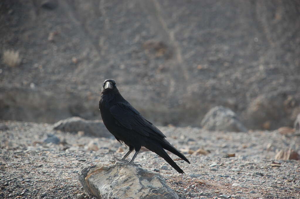 A raven sitting on a rock looking into the camera.