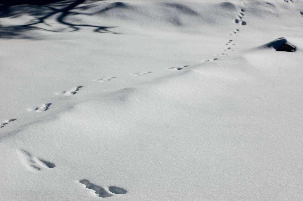 Tracks in the snow winding towards the camera.