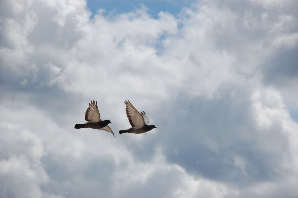 Two flying pigeons with clouds and sky in the background.