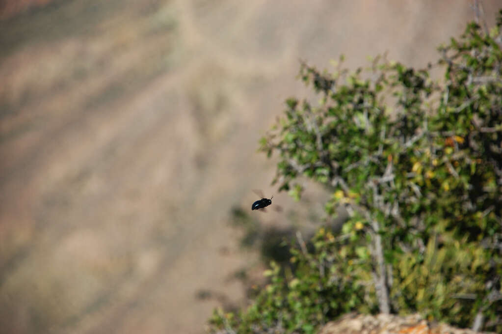 A small flying insect in focus in the center and the rest of the background very blurred.