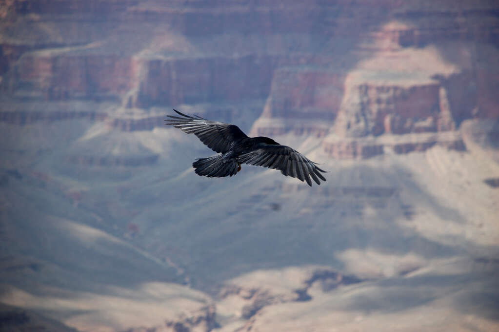 A flying raven in the foreground with the canyon filling the background.