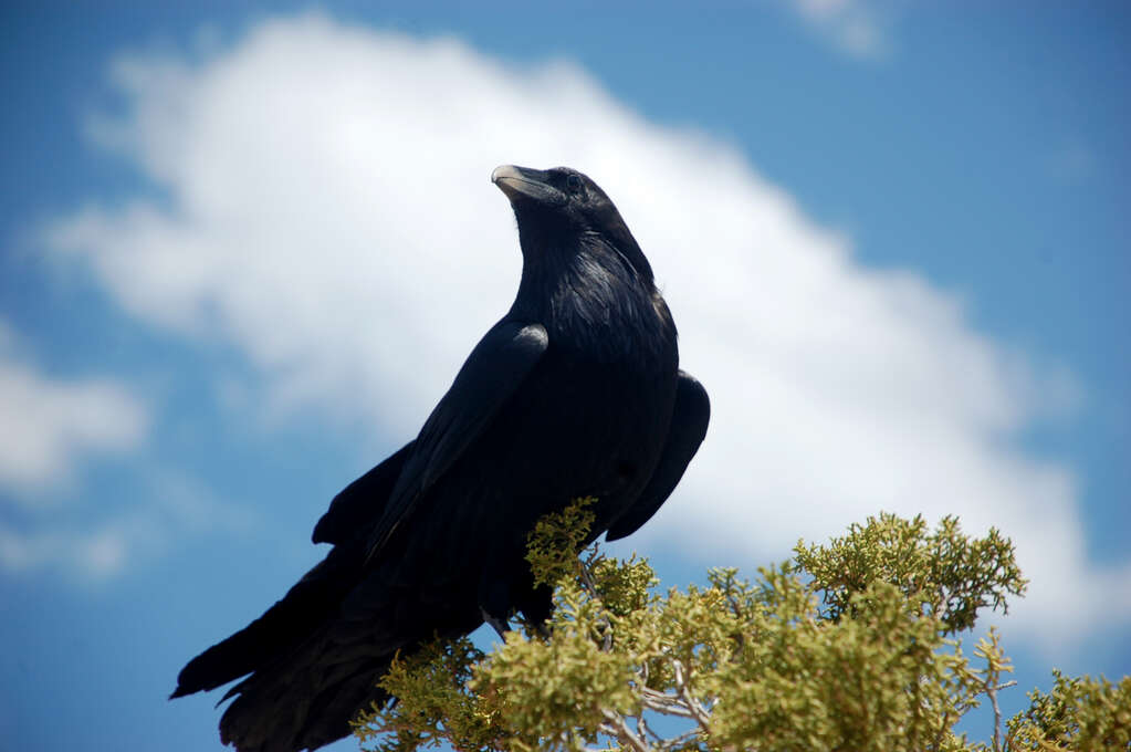 A raven sitting in a tree looking into the distance with sky behind it.