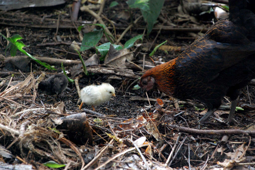 A chicken and two chicks looking for food on a forest floor.