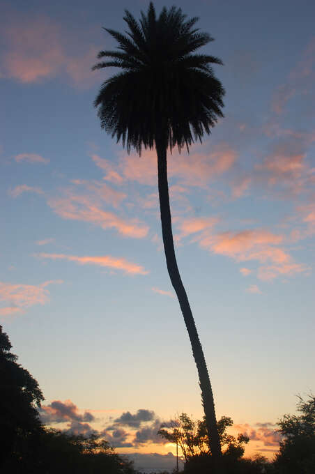 A tall palm three with the rising sun in the background.